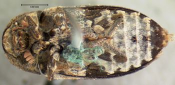 Media type: image;   Entomology 6859 Aspect: habitus ventral view